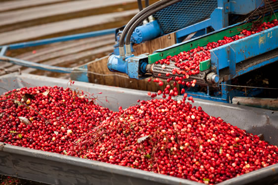 Cranberry Harvest